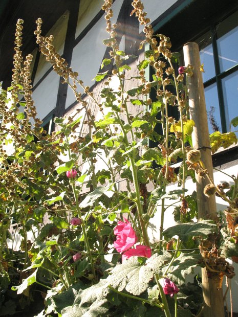 Wittekindshof-Häuser