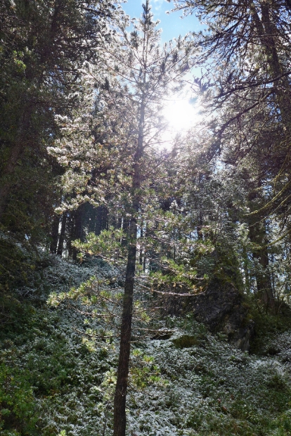 Schnee im Gegenlicht