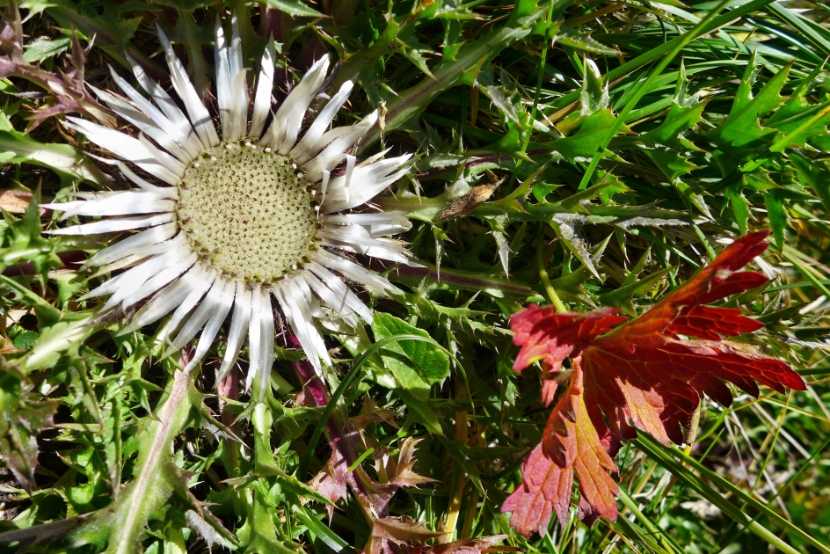 Bunte Blätter und Diestel