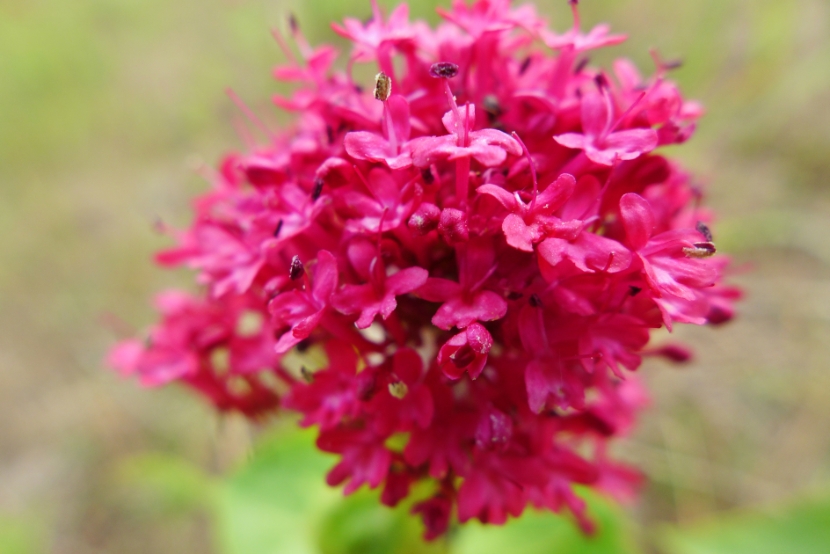 Terneuzen - Breskens