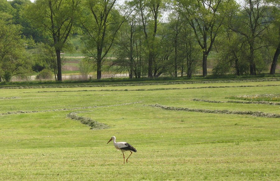 Storch bei Steinbach