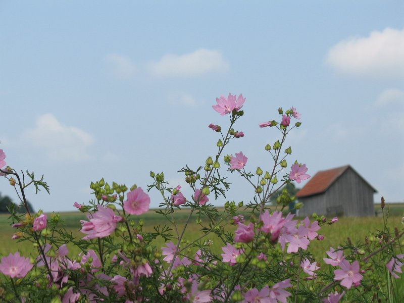 Zwischen Westerheim u. Donnstetten