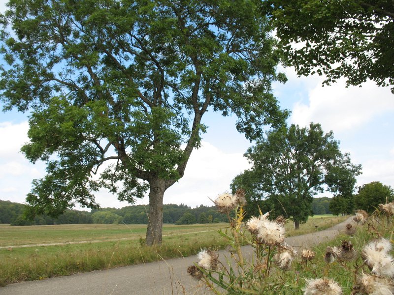 Biosphärengebiet Münsingen